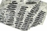 Carboniferous Fossil Fern (Alethopteris) Plate - France #378041-1